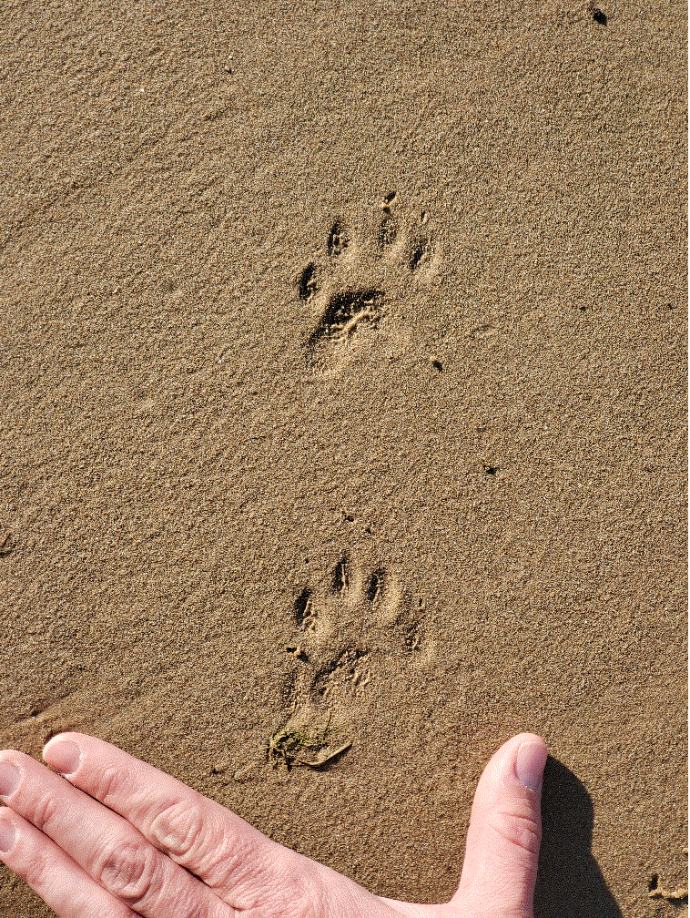 Image of Ring-tailed Cat footprints on the river shore. 